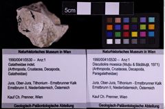 Foto (Objekt + Etiketten) von Discutiolira moesica (Muţiu & Bădăluţă, 1971) (NHMW-GEO-1990-0041-0530)